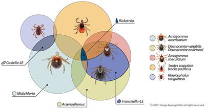 Microbial Communities in North American Ixodid Ticks of Veterinary and Medical Importance